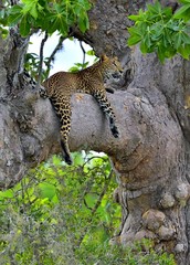 Leopard on a tree. The Sri Lankan leopard (Panthera pardus kotiya)