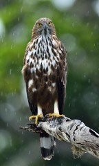 Predator bird on the tree. The changeable hawk-eagle or crested hawk-eagle (Nisaetus cirrhatus)