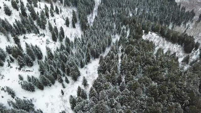 Frozen winter forest treetops landscape aerial top views