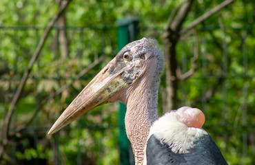 portrait of a pelican marabau