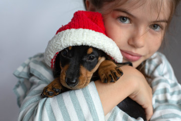 little girl holding a dachshund puppy in her santa hat, pet New Year gift