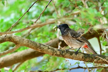 The red-vented bulbul (Pycnonotus cafer) is a member of the bulbul family of passerines. Sri Lanka