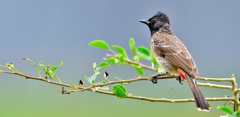The red-vented bulbul (Pycnonotus cafer) is a member of the bulbul family of passerines. Sri Lanka