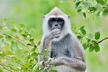 Eating langur. Closeup portrait of Tufted gray langur (Semnopithecus priam), also known as Madras gray langur, and Coromandel sacred langur