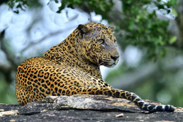 Old Leopard male with scars on the face lies on the rock. The Sri Lankan leopard (Panthera pardus...