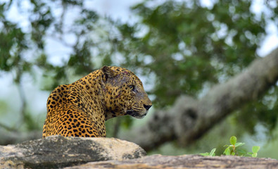 Old Leopard male with scars on the face lies on the rock. The Sri Lankan leopard (Panthera pardus...