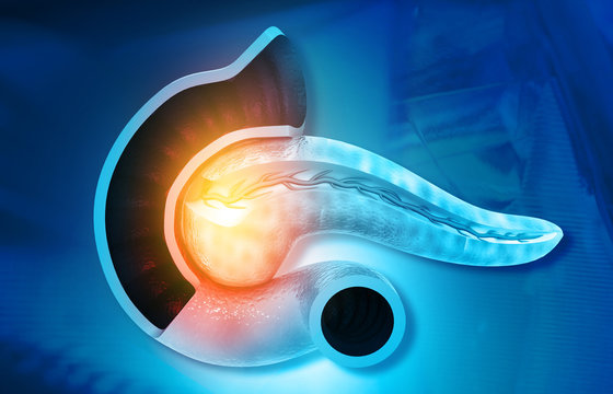 Anatomy of pancreas on science background. 3d illustration.