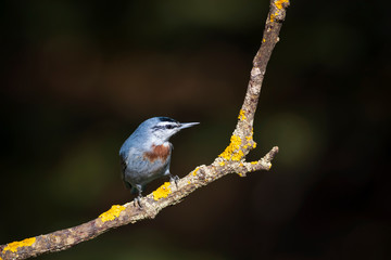 Cute little bird. Autumn nature background. Bird: Krupers Nuthatch. Sitta krueperi.