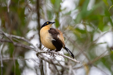 Ein Rohrspotter auf einem Ast sitzend freigestellt in der Seitenansicht