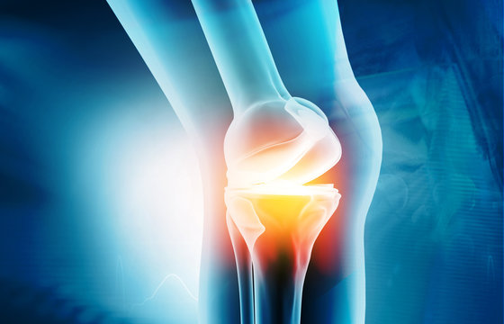 Anatomy of knee joint on medical background. 3d illustration