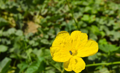 Vegetable yellow single flower Zucchini blossom leaf green background garden nature photography