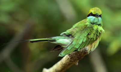 Bee-eater on the branch. Natural green background. The Green Bee-eater.  Merops orientalis, (sometimes Little Green Bee-eater).  Sri Lanka.