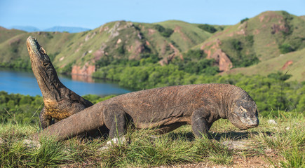 Komodo dragon. ( Varanus komodoensis ) Biggest in the world living lizard in natural habitat. Rinca...