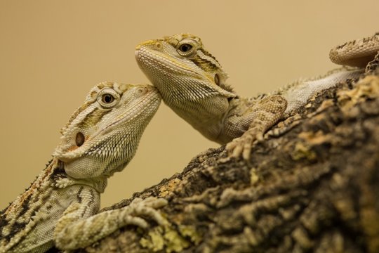 Bearded dragon from 
