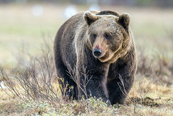Obraz na płótnie Canvas Wild Brown Bear in the spring forest. European Brown Bear ( Ursus Arctos )