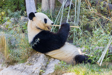 Obraz na płótnie Canvas Giant Panda bear eating bamboo and lying on his back