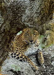 Leopard female. The Sri Lankan leopard (Panthera pardus kotiya). Yala national park. SriLanka