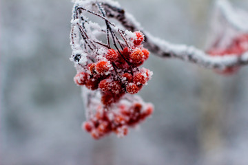 red rowan berries in the snow close-up