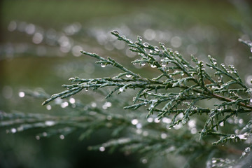 On horizontal branches of a blue juniper there are water drops after a rain.