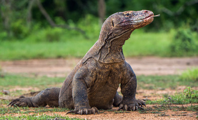 Fototapeta premium Komodo dragon with the forked tongue sniff air. Close up portrait. ( Varanus komodoensis ) Biggest in the world living lizard in natural habitat. Rinca Island. Indonesia.