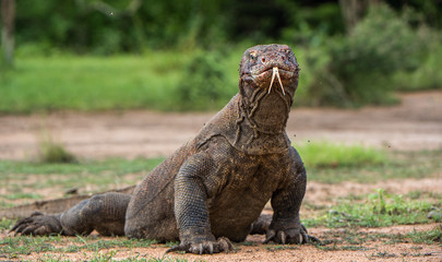 Komodo dragon with the  forked tongue sniff air. Close up portrait. ( Varanus komodoensis ) Biggest in the world living lizard in natural habitat.  Rinca Island. Indonesia.