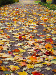 Beautiful winter garden The leaves are changing color