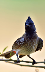 The red-vented bulbul (Pycnonotus cafer) is a member of the bulbul family of passerines. Sri Lanka. Yala National Park.