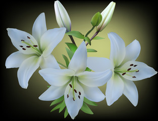 branch with three white lily flowers on dark background