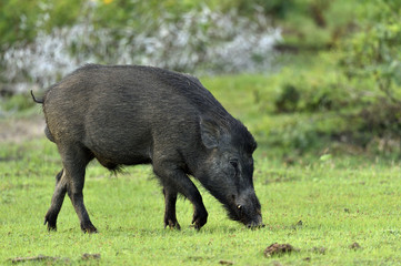 The Indian boar (Sus scrofa cristatus), also known as the Andamanese pig or Moupin pig. Yala national park. Sri Lanka