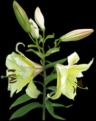 golden lily with two blooms and four buds isolated on black