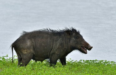 The Indian boar (Sus scrofa cristatus), also known as the Andamanese pig or Moupin pig. Yala...
