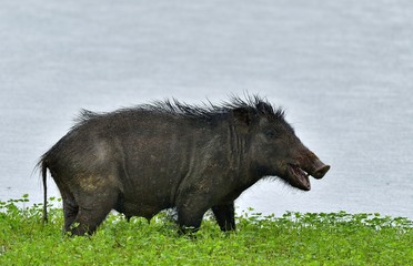 The Indian boar (Sus scrofa cristatus), also known as the Andamanese pig or Moupin pig. Yala national park. Sri Lanka