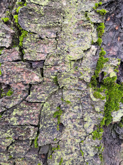 Mossy bark of an old oak tree, forming a beautiful pattern. Wild green moss grow on bark tree in the forest.