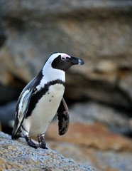 Fototapeta premium African penguins (spheniscus demersus) go ashore from the ocean at evening twilight. African penguin (spheniscus demersus) at the Boulders colony. South Africa.
