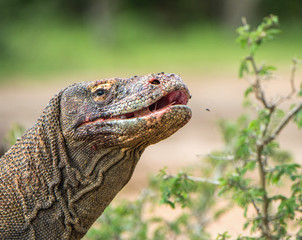 Close up Portrait of Komodo dragon with open mouth.  ( Varanus komodoensis ) Biggest in the world living lizard in natural habitat.  Rinca Island. Indonesia.