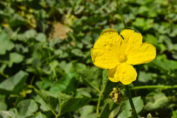 Vegetable plant yellow single flower Zucchini blossom leaf green background garden nature photography