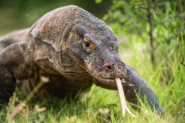 Komodo dragon with the  forked tongue sniff air. Close up portrait. ( Varanus komodoensis ) Biggest in the world living lizard in natural habitat.  Rinca Island. Indonesia.