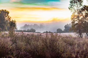 Ukraine, Senkovka in Chernihiv region - 09 30 2018: Ukrainian northern fields at early morning