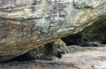 Leopard roaring. Leopard on a stone. The Sri Lankan leopard (Panthera pardus kotiya) female.