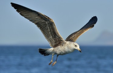 Flying Kelp gull (Larus dominicanus), also known as the Dominican gull and Black Backed Kelp Gull. False Bay, South Africa