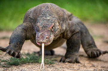 Komodo dragon with the forked tongue sniff air. Close up portrait. ( Varanus komodoensis ) Biggest in the world living lizard in natural habitat. Rinca Island. Indonesia