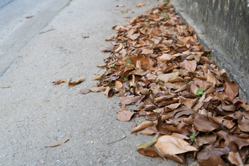 Dried fall leaves on footpath