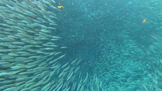 Silver colored sardines swim in harmony in turquoise ocean water.