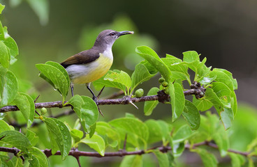 Bird with spider in the beack.The purple-rumped sunbird (Leptocoma zeylonica) female. Yala National Park. Sri Lanka