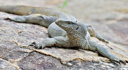 Bengal Monitor on the stone. The Bengal monitor (Varanus bengalensis) or common Indian monitor. Yala National Park. Sri Lanka.