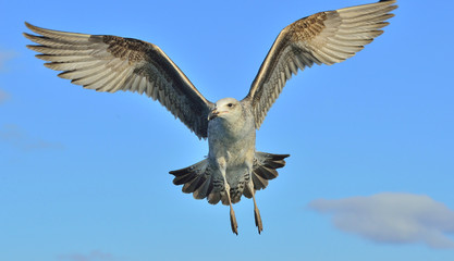 Flying Juvenile Kelp gull (Larus dominicanus), also known as the Dominican gull and Black Backed Kelp Gull. False Bay, South Africa