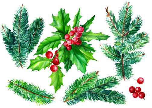 set of  fir branches, holly leaves and berries on an isolated white background, christmas tree, watercolor illustration, hand-drawing.