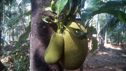 jack fruit on the tree