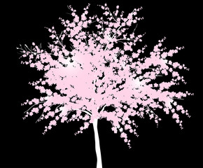 pink spring blossoming tree on black