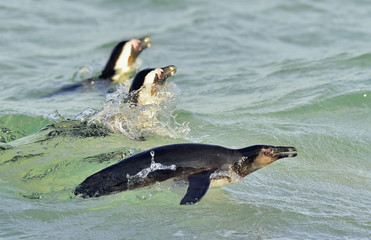 Fototapeta premium Swimming and jumping out of water African Penguin. The African penguin (Spheniscus demersus), also known as the jackass penguin and black-footed penguin in Southern African waters.